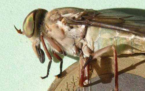 Tabanus glaucus
